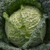 Savoy Cabbage Vertus 2 - Image 3