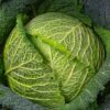 Savoy Cabbage Vertus 2 - Image 2