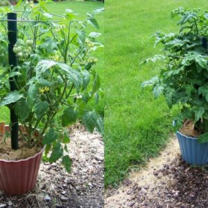 Tomato - Gartenperle