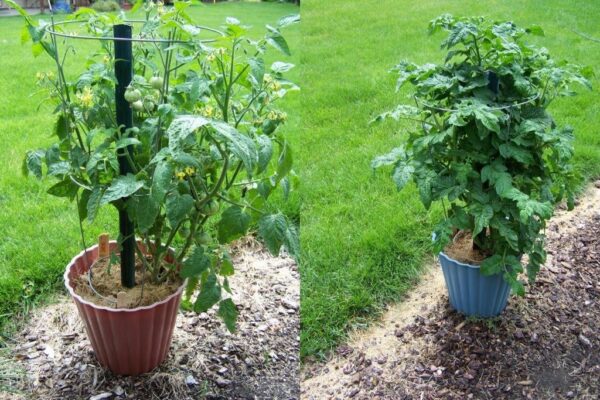 Tomato - Gartenperle