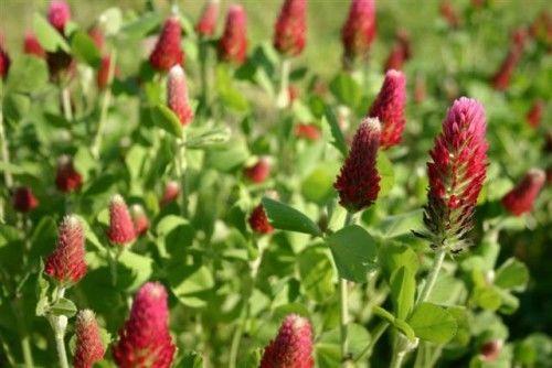 Green Manure Crimson Clover - Premier Seeds Direct