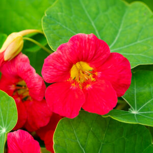 Cherry Rose Nasturtium flowers with bright pink red petals and green leaves
