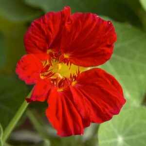 Nasturtium Tropaelum Cherry Rose