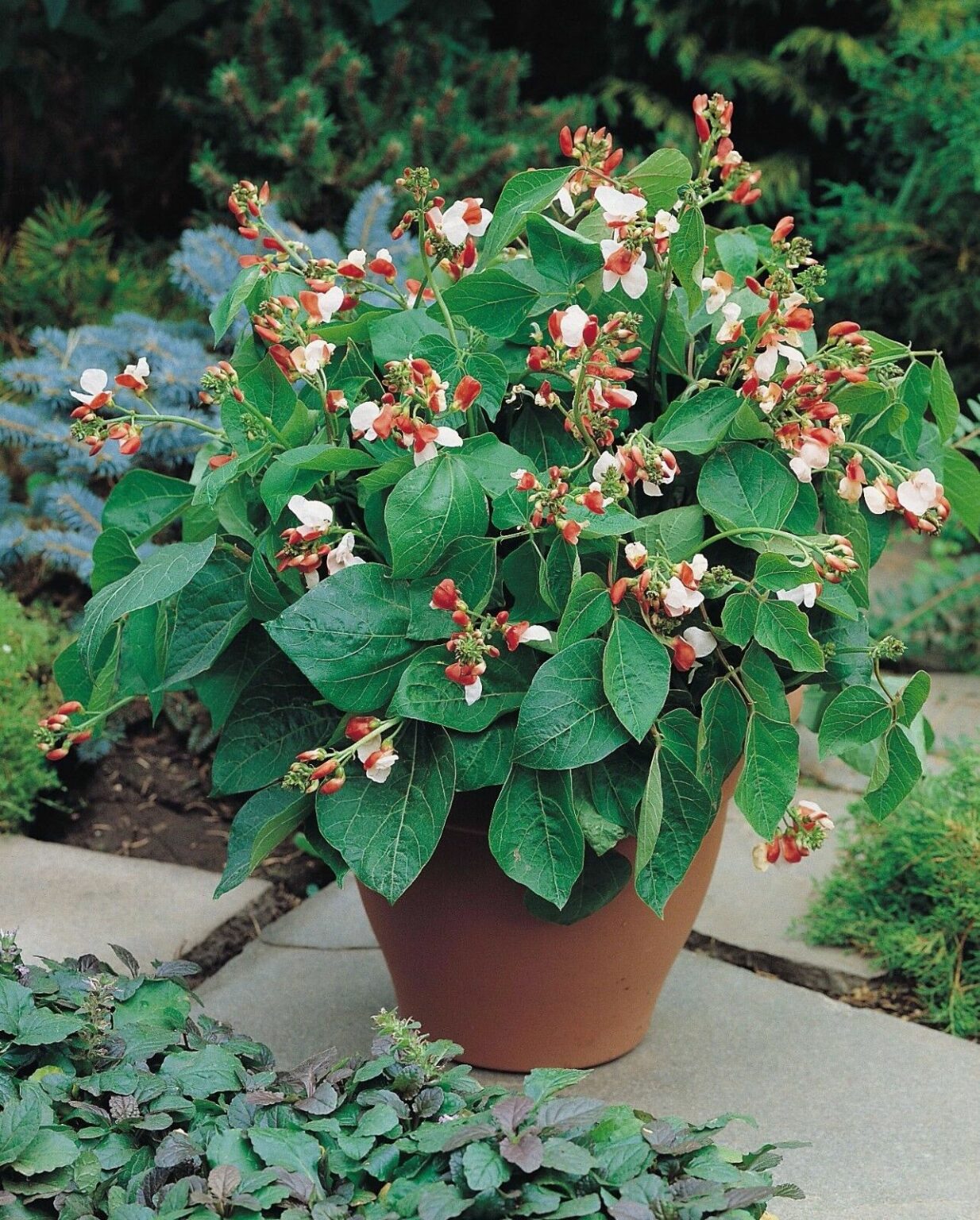 Dwarf Runner Bean Hestia Premier Seeds Direct