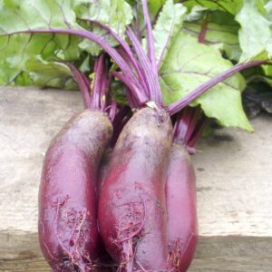 Organic Beetroot Cylindra