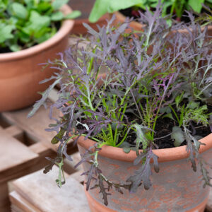 Red Frills Mustard growing in a terracotta pot in the garden