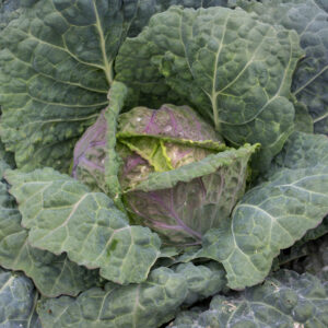 Cabbage Savoy Di Verona