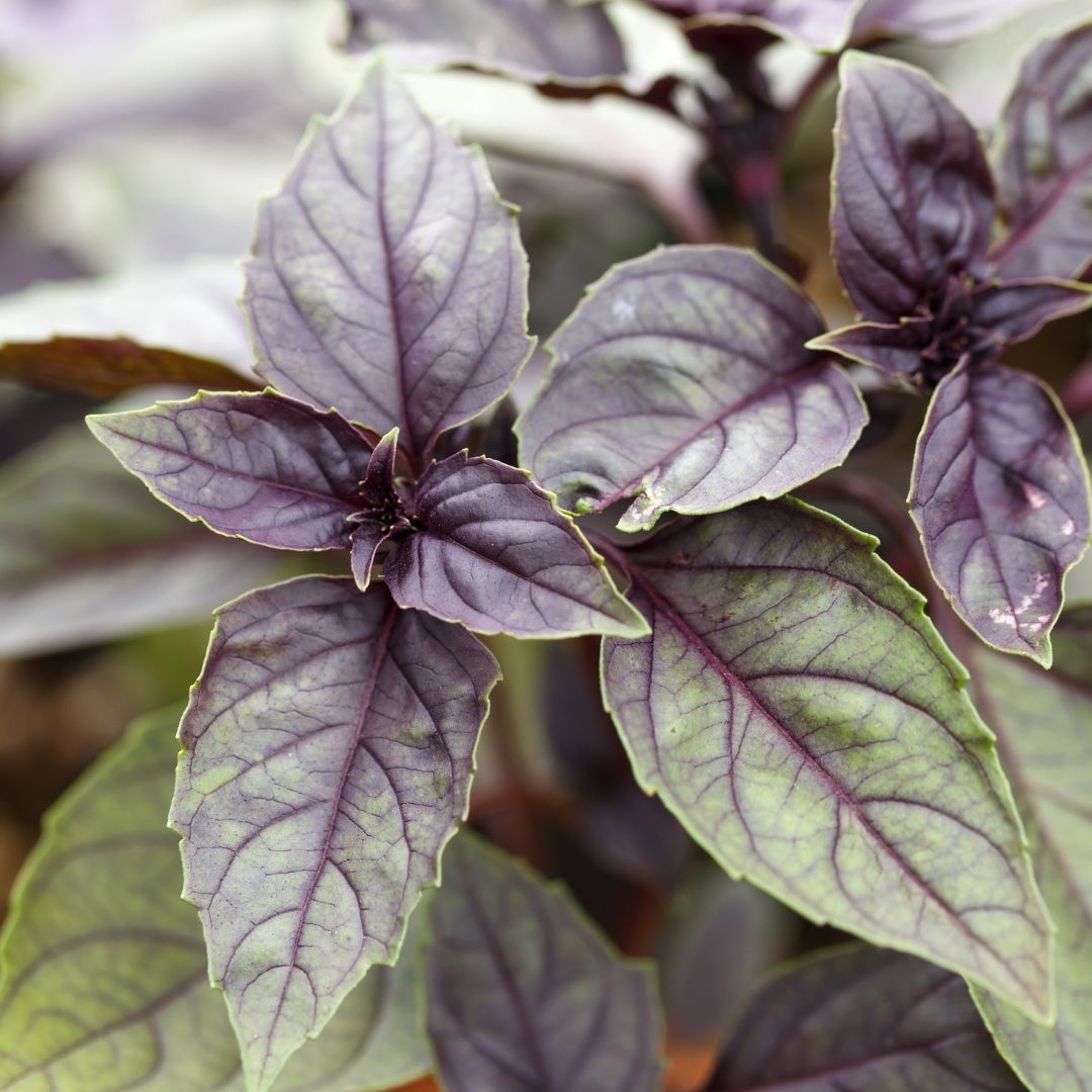 Herb Basil Red