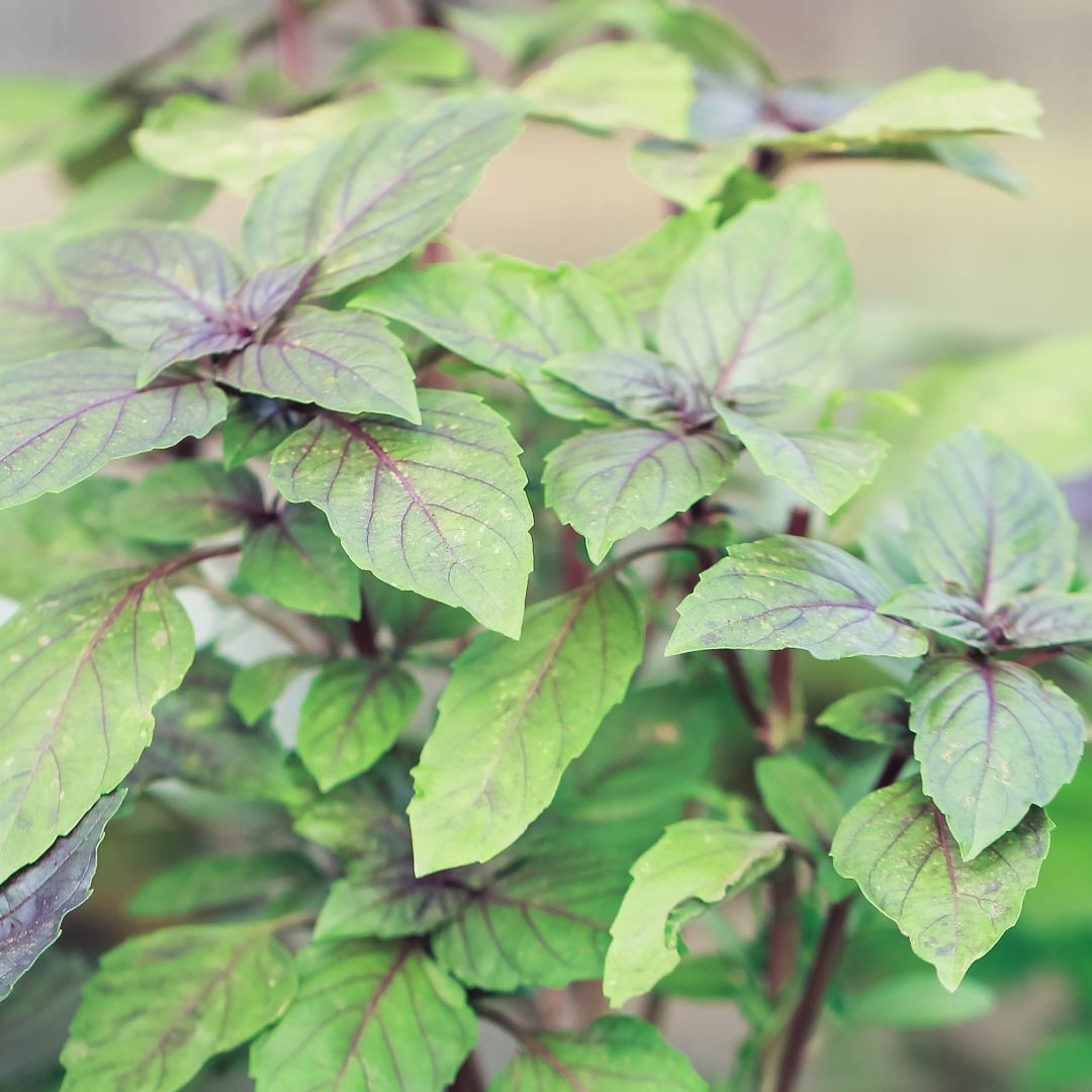 Herb Basil Red - Image 2