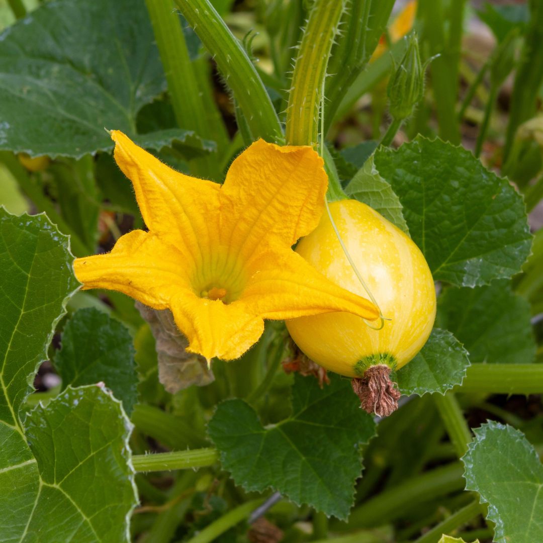 Squash 'Summer Lemon' - Image 3