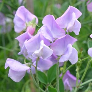 Sweet Pea Leamington