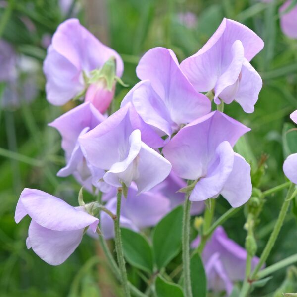 Sweet Pea Leamington