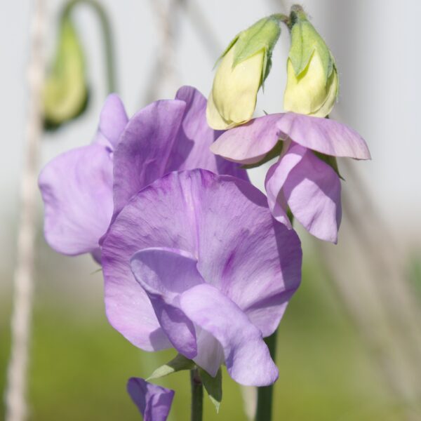 Sweet Pea Leamington - Image 2