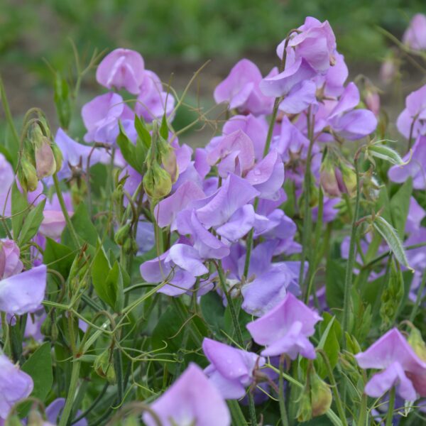 Sweet Pea Leamington - Image 3