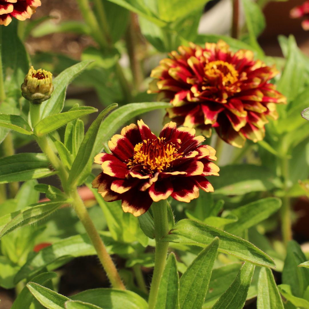 Aztec Burgundy Bicolour Zinnia flowers with bright green leaves