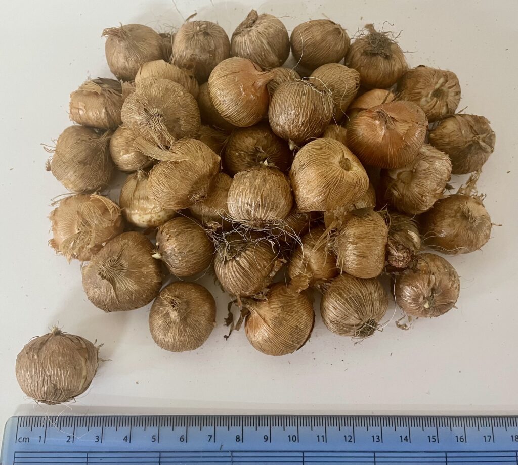 Crocus Large Flower Mix Premier Seeds Direct