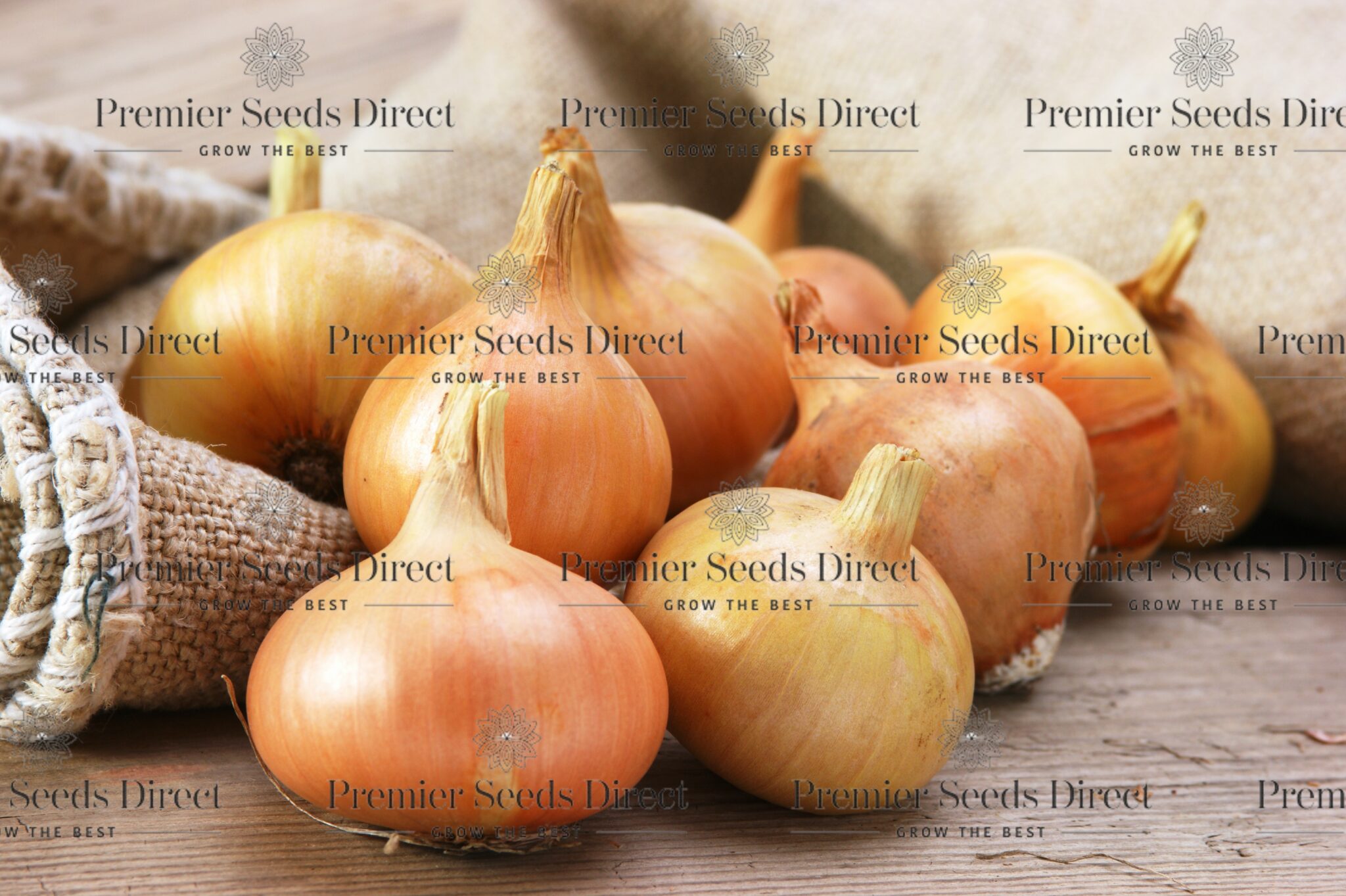 Onion Sets Senshyu Yellow Autumn Sets (1421mm) Premier Seeds Direct