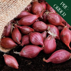 Onion Sets - Rolein (14-21mm)