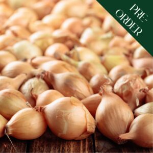 Onion Sets Senshyu Yellow Autumn Sets (14-21mm)