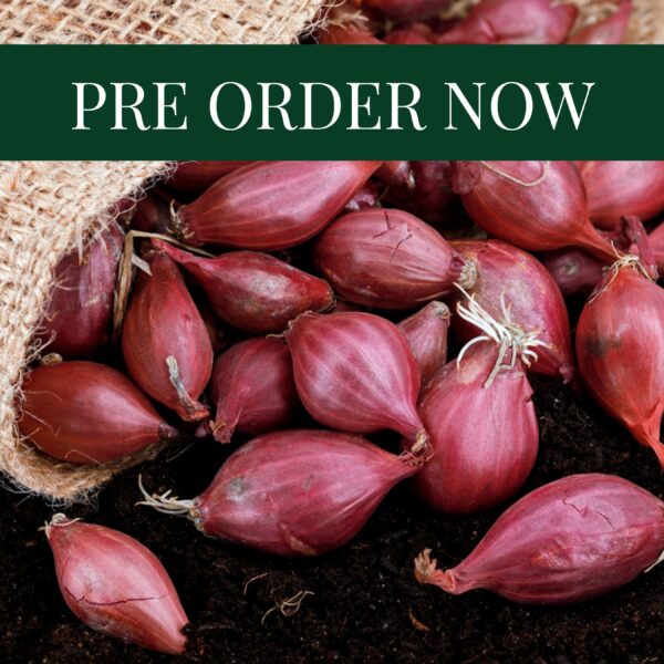 Onion Sets - Rolein (14-21mm)