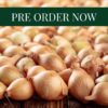 Onion Sets Senshyu Yellow Autumn Sets (14-21mm)
