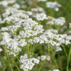 Achillea Millefolium White Yarrow