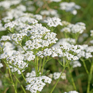 Achillea Millefolium White Yarrow