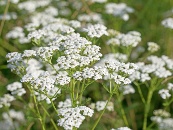 Achillea Millefolium White Yarrow
