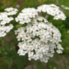 Achillea Millefolium White Yarrow - Image 2