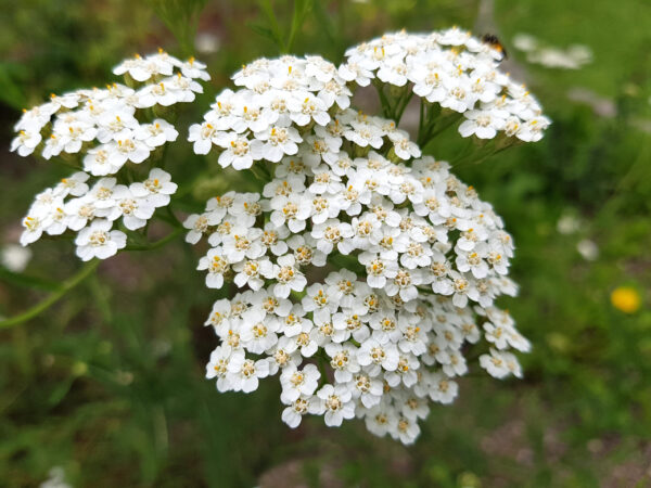 Achillea Millefolium White Yarrow - Image 2