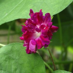 Deep pink red Ipomoea Morning Glory Sunrise Serenade flower with light green leaves