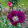 Poppy Papaver Somnifreum Laurens Grape