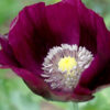 Poppy Papaver Somnifreum Laurens Grape - Image 2