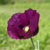 Poppy Papaver Somnifreum Laurens Grape - Image 3