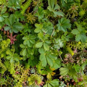 Sedum Mixed species