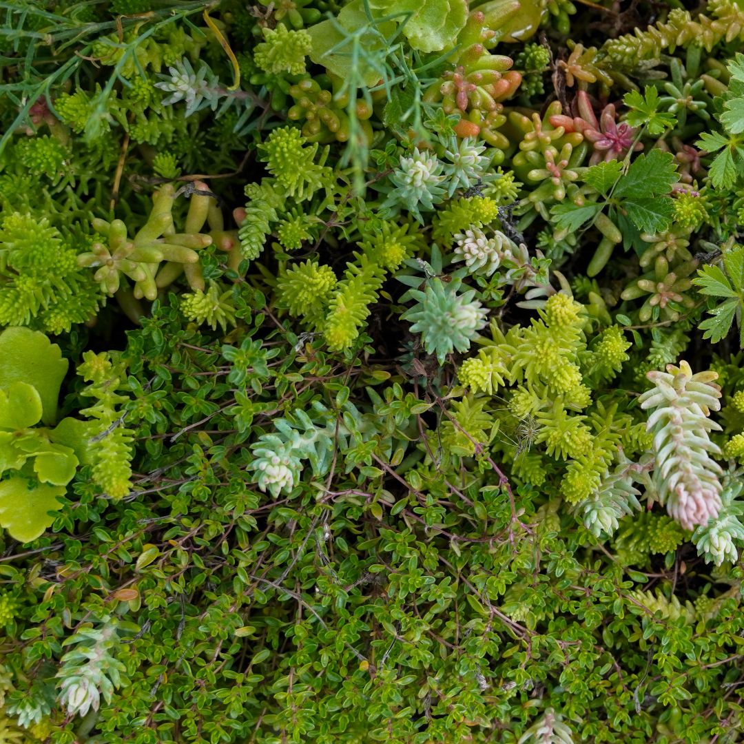 Sedum Mixed Species - Image 2