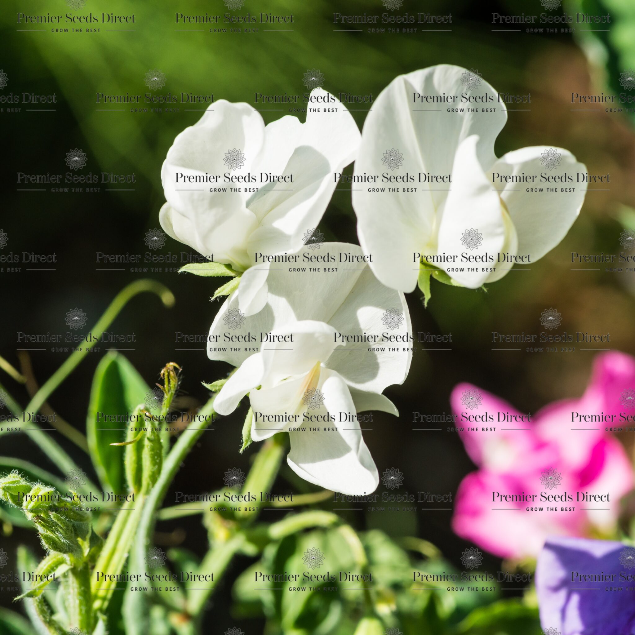 Sweet Pea Royal Wedding - Premier Seeds Direct