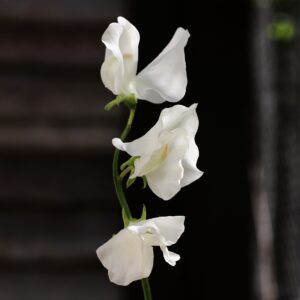 Sweet Pea - Royal Wedding 