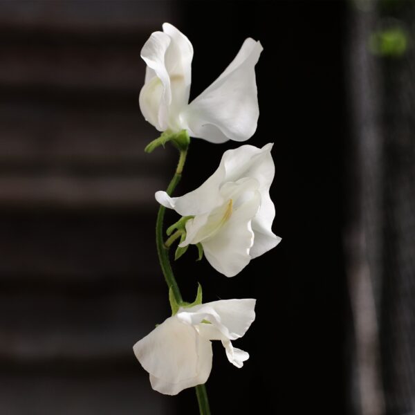 Sweet Pea - Royal Wedding 