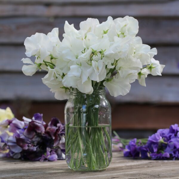 Sweet Pea - Royal Wedding  - Image 2