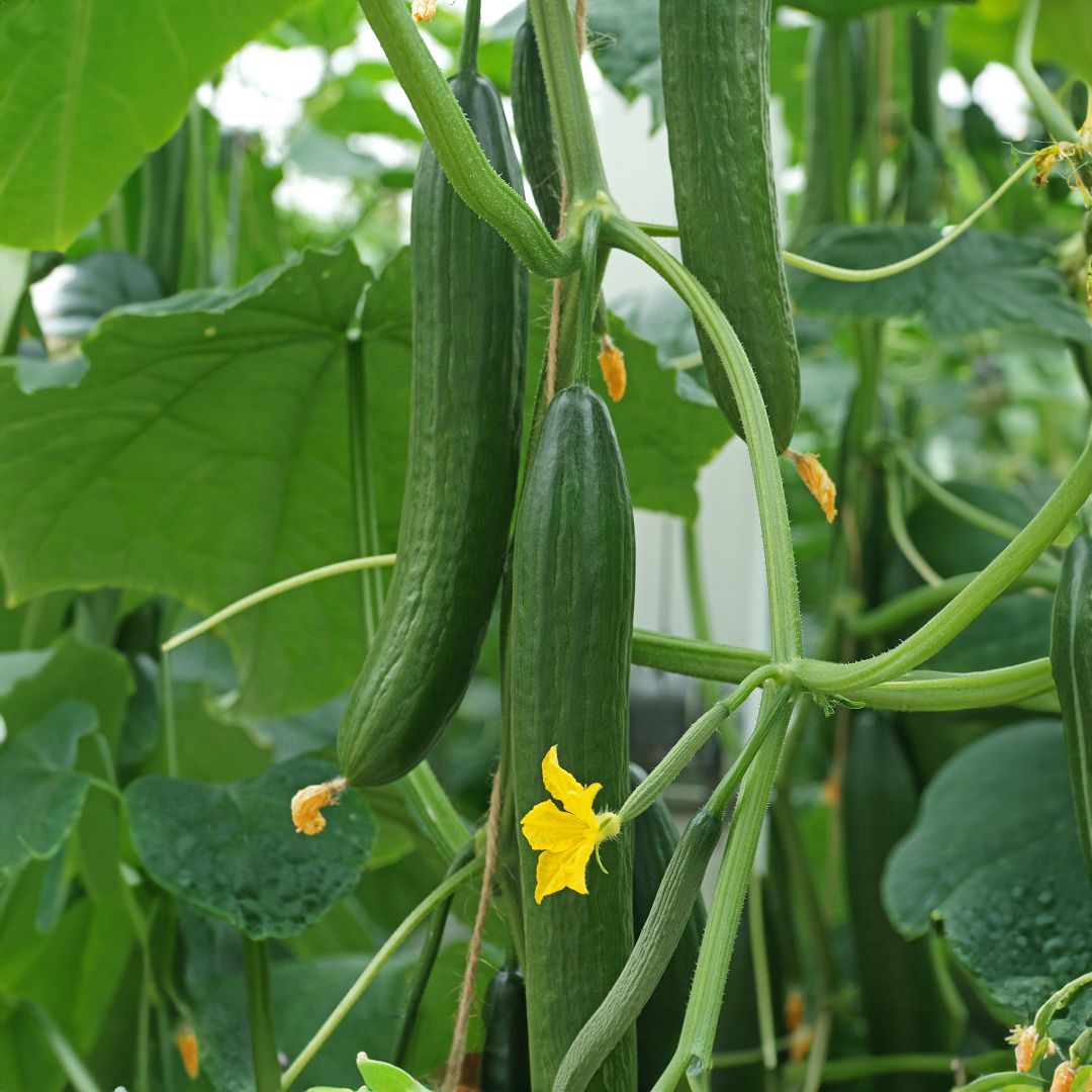 Cucumber Euphya F1