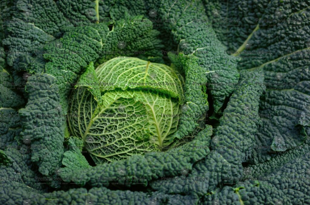 Savoy Cabbage Vertus 2 - Premier Seeds Direct