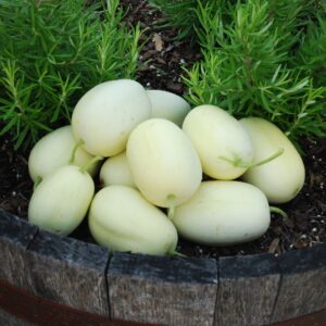 Cucumber Dragon Egg