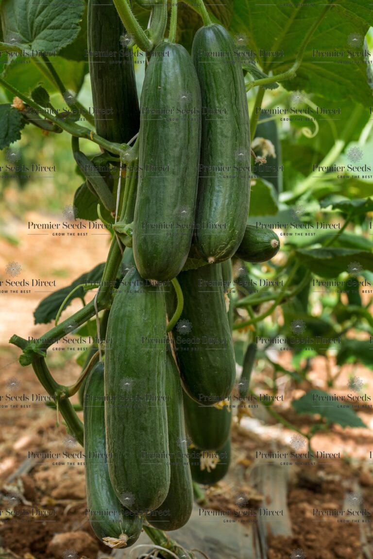 Cucumber Picolino F1 Premier Seeds Direct