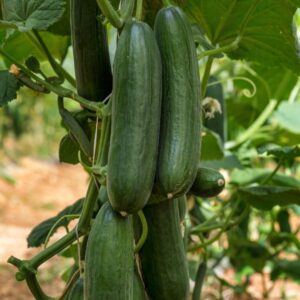 Cucumber Picolino F1