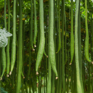 Long green Snake Gourds growing on the plant hanging down with leafy foliage