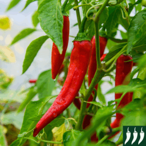 Pepper Hot - Shakira F1