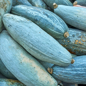 Squash Guatemalan Blue Banana