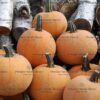 Pumpkin Winter Luxury Organic