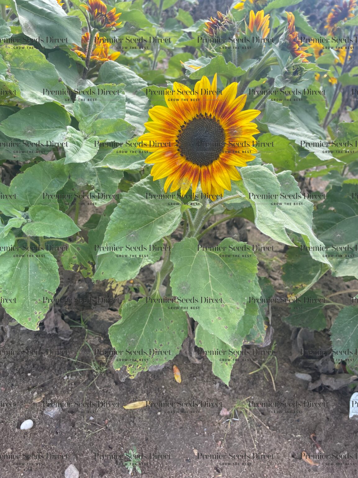 Sunflower Dwarf Fantasy Mix Premier Seeds Direct
